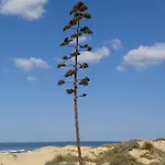 Casa Guna